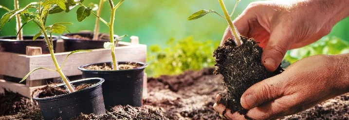 Person pflanzt Setzling in die Erde